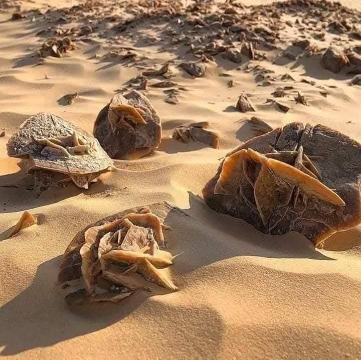 Roses de sable